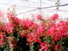 vivero-2