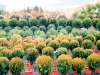 vivero-20