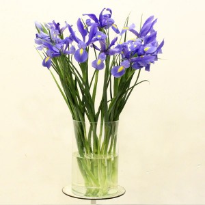 iris-azules