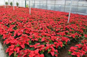 10700250_543297952439434_8486434838900103967_o