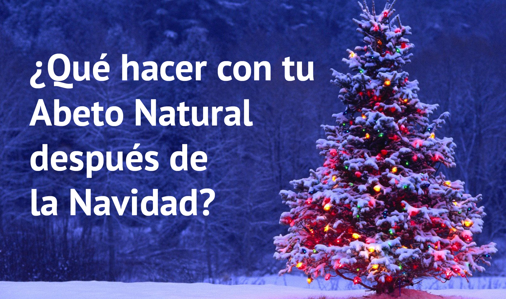 Abeto natural navidad